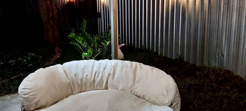 Red Lamp House图片