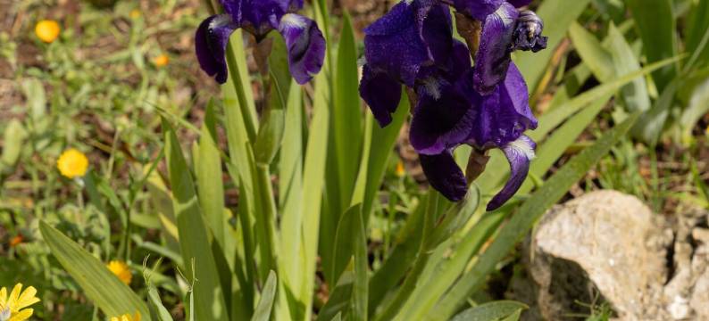 Casina al Castello - Nature and Relax图片