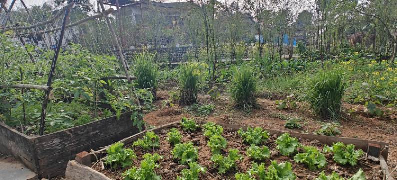 喜马拉自然农家乐(Himalchuli Nature Farmstay)图片
