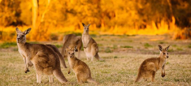 图纳生态度假村(Thoona Eco Resort)图片