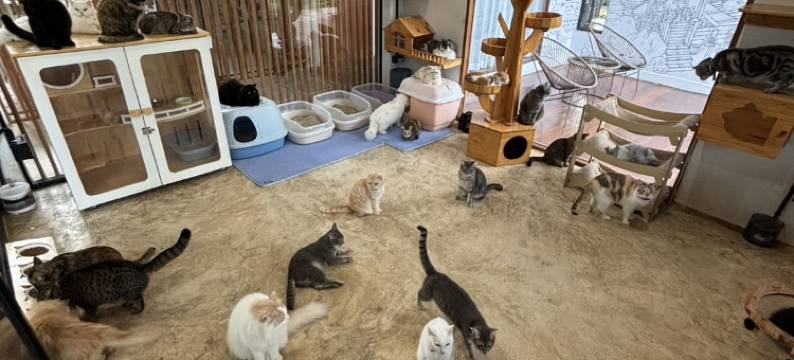 Amaze at The Myth图片