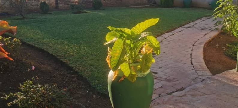 金门宾馆 0787391431(0787391431 Golden Gate Guest House In Mafikeng)图片