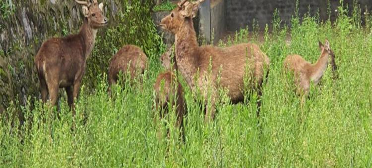 塞姆博伦努桑塔拉酒店(Nusantara Hotel Sembalun)图片