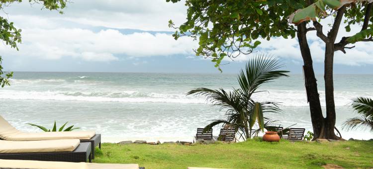 Parasol Doré = 金色阳伞(Parasol doré)图片