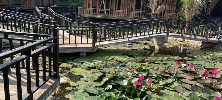 琅勃拉邦含羞草花园(Mimosa luangprabang garden)图片