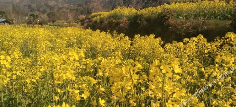 婺源庆源梯田客栈图片