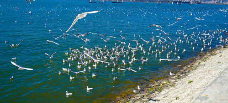 昆明滇池悦途民宿(海埂大坝店)图片