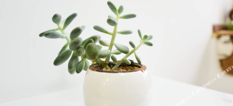 成都mingye's home普通公寓图片