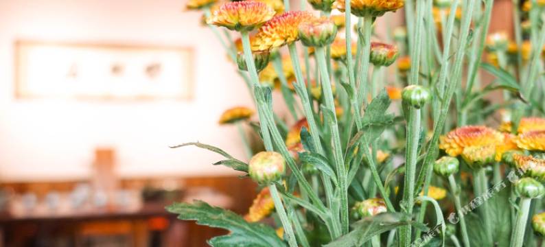 遂昌悠然居民宿图片