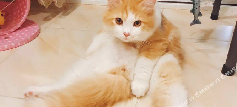 普吉岛宜家小驻(Phuket So Sweet Home)图片