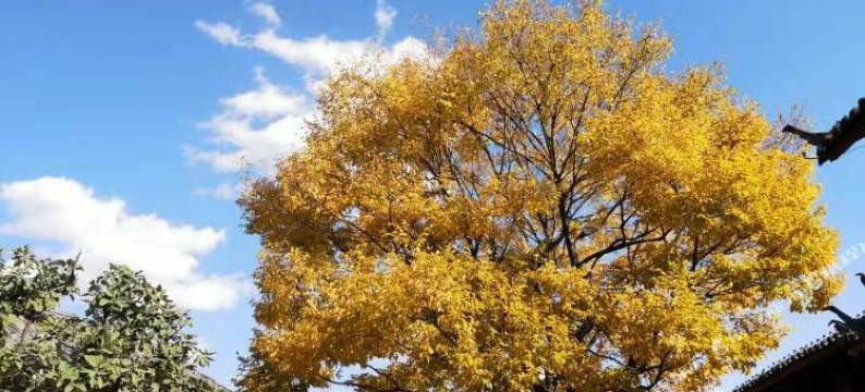 丽江如约而至私享庭院客栈图片