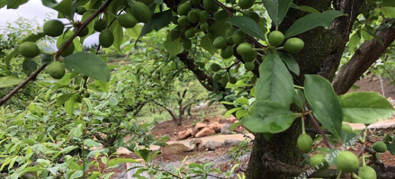 连平上坪镇桃花谷图片