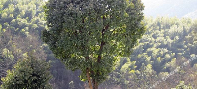 黄山莫舍民宿图片