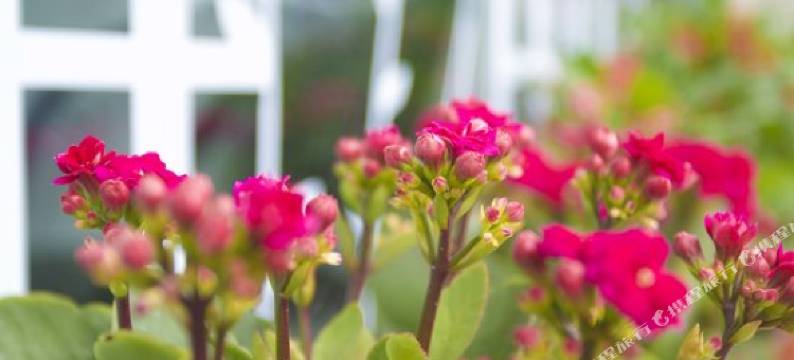 同里一间客栈图片