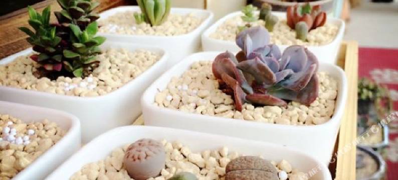 武夷山兰芷客栈(景区南入口店)图片