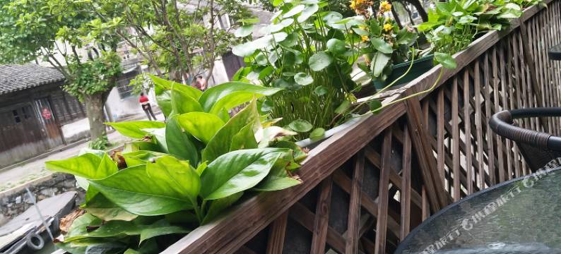 猫小院民宿(南浔古镇景区店)图片