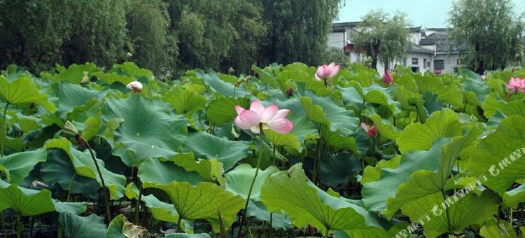 贺兰超划算别墅图片