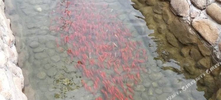 灵寿漫山花溪谷五岳寨民宿图片