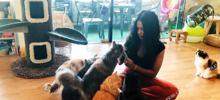 普吉岛猫舍精品客栈(Phuket Cathouse Boutique Inn)图片
