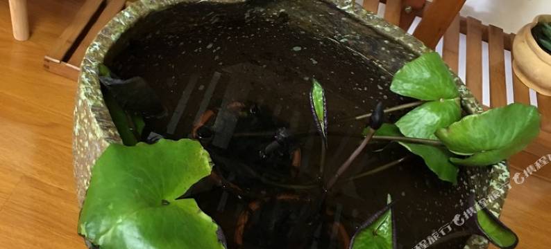 昆明䁔心小窝公寓图片