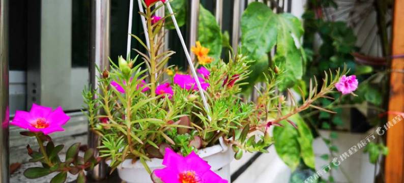 热呆鱼国际青年旅社图片