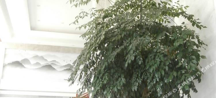 新青川大酒店图片