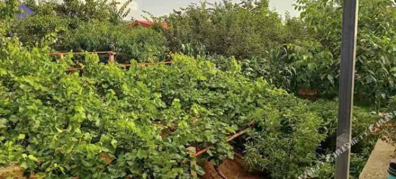 中卫金色沙坡图片