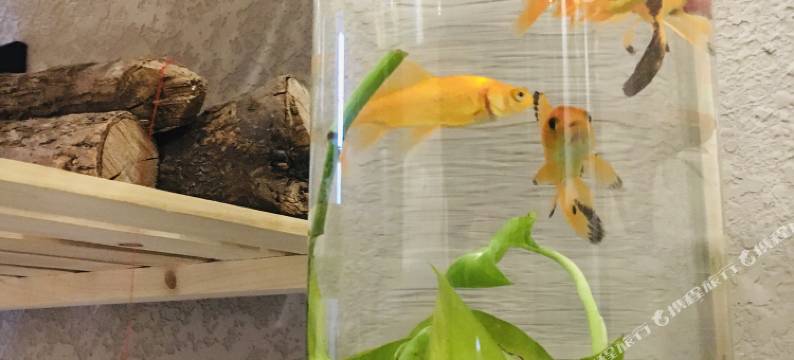 重庆映青涩客栈图片