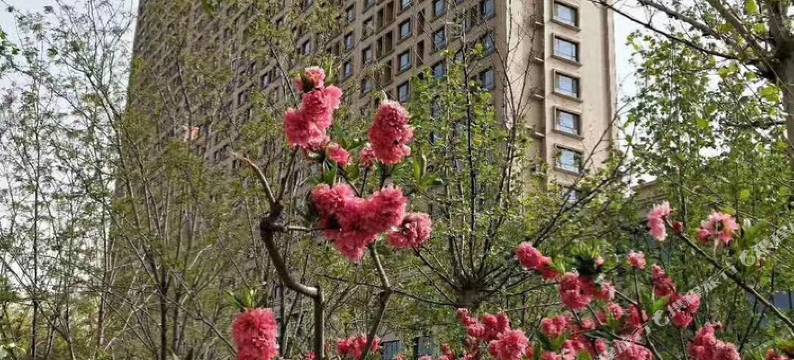 衡水大雪民宿图片