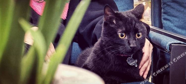 雁荡山隐汐·美宿图片