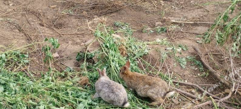 隆化金龙山庄图片