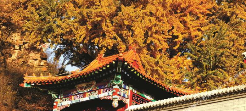 北京银杏山庄图片