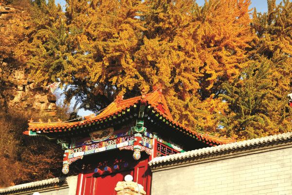 北京银杏山庄