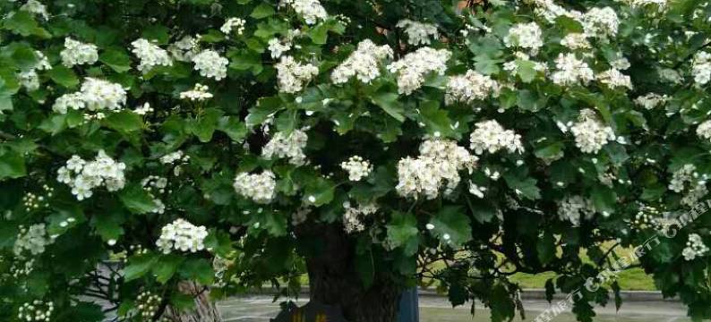 阆中屏江客栈图片