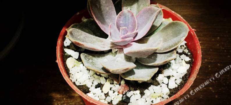 拾忆青年旅舍(眉山东站三苏祠店)图片