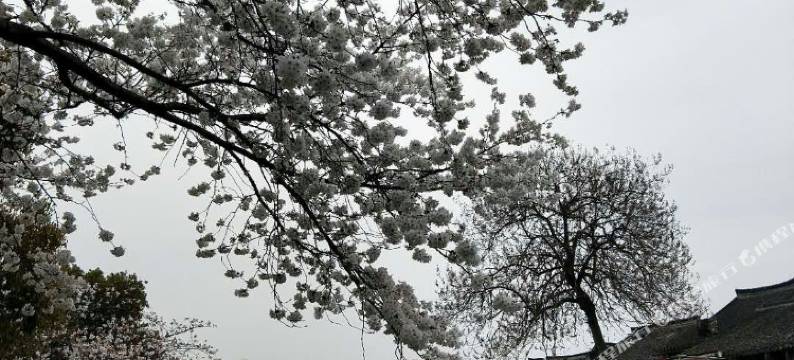 西塘芳满庭客栈图片