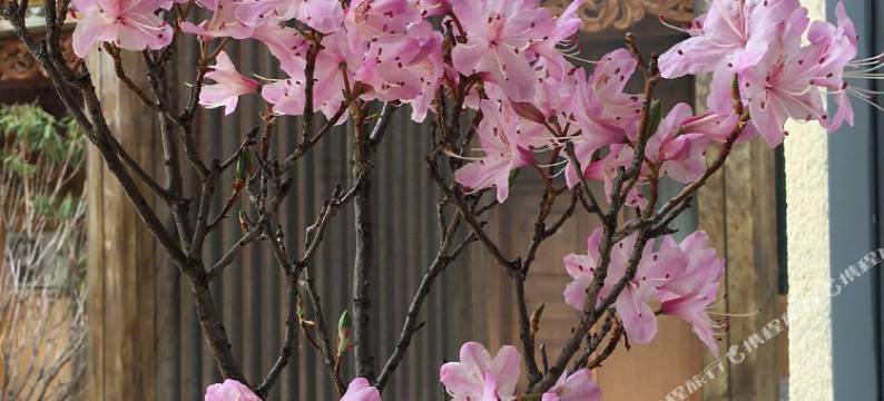 香格里拉悠悠艺术酒店(松赞林寺店)图片