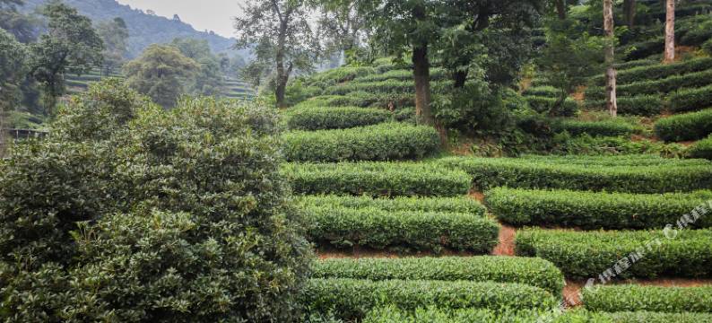 杭州庭庭小院客栈(西湖风景区店)图片