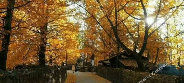 腾冲银杏村生态农家乐图片