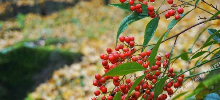 杭州清凉峰彼岸民宿图片