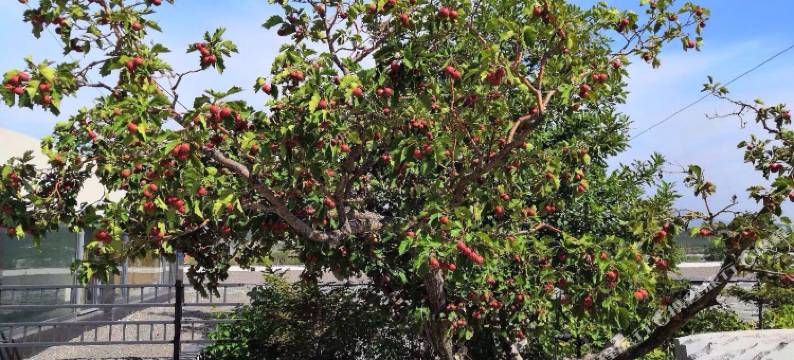 瓦房店大和馆观山阁图片