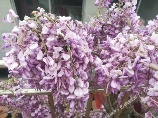 蓬莱清水渔家公寓