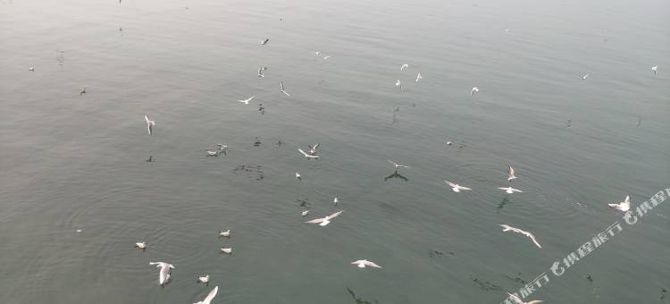 青岛金茂湾民宿图片