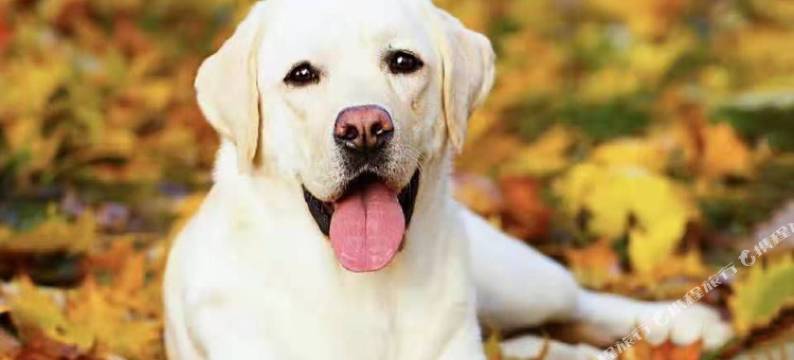 上海花满溪民宿图片