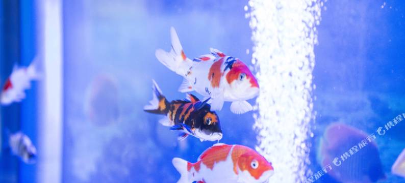 逍游艾斯登宾馆(哈尔滨哈西万达店)图片