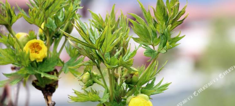 林芝工布庄园希尔顿酒店图片