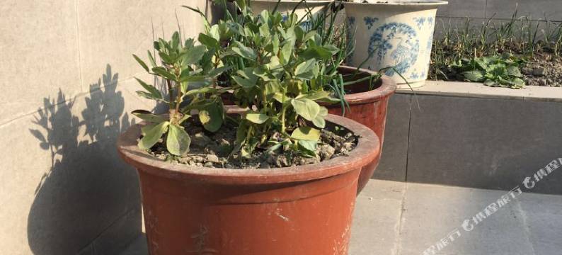 记忆包家巷公寓(成都包家巷店)图片