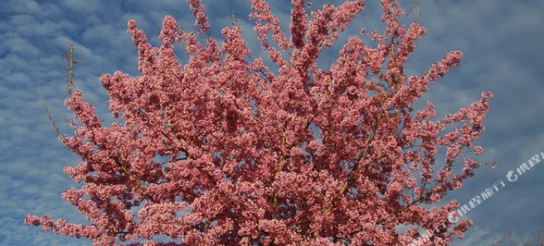 蜂巢驿站(南涧樱花谷店)图片