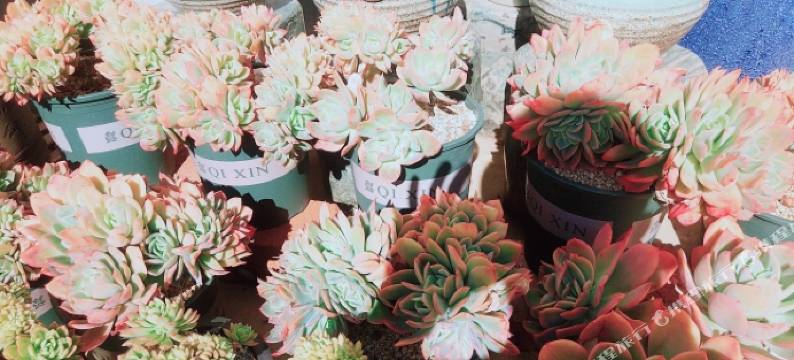 昆明滇池悦途民宿(海埂大坝店)图片