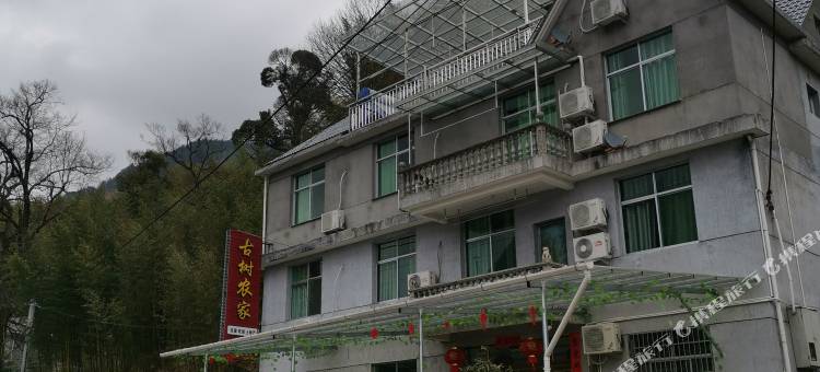 南尖岩古树人家图片